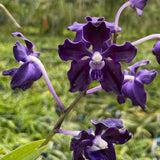 Vanda Motes Interstellar