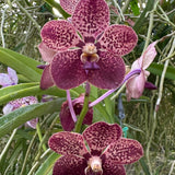 Vanda Motes Mandarin x (Pda. Alice Motes x Pda. Arjuna) (2875)