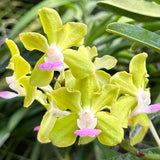Vandachostylis Motes Key Lime