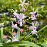 Vandachostylis Theresa Mikesell (2749)