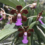V. Crystelle Smith (V. insignis x V. perplexa) (1904)