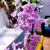 Phal schilleriana x sib.