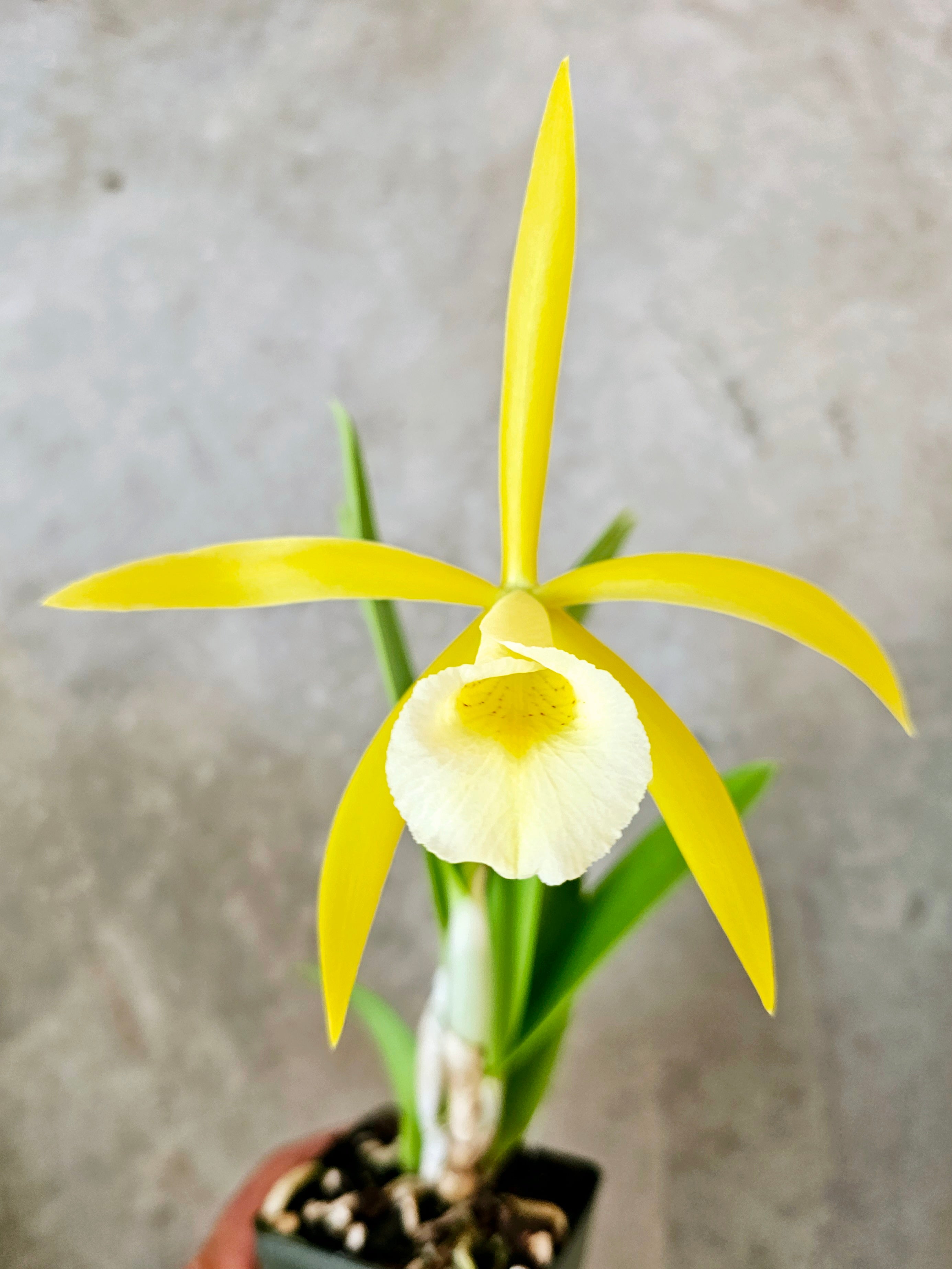 SVO 9655 Pcv. Key Lime Stars (B. nodosa 'Susan Fuchs' FCC/AOS x Epc. Lime  Sherbet 4n) Orchid - Cattleya Alliance Laeliinae | Manu's Orchids
