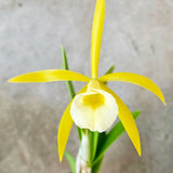 SVO 9655 Pcv. Key Lime Stars (B. nodosa 'Susan Fuchs' FCC/AOS x Epc. Lime Sherbet 4n)
