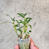 Dendrobium moniliforme 'Kyoubeni x Tsubaki Hime'