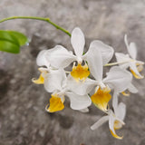 Phalaenopsis intermedia (yellow lip)
