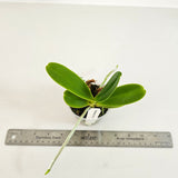Phalaenopsis Little One (Phal. hygrochila x Phal. japonica)