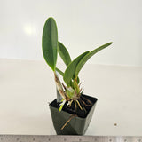 SVO 8145 (L. Anceps ('Helen' x 'Walburn') 'Ruben's' x L. Anceps 'South Africa')