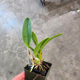 SVO 8145 (L. Anceps ('Helen' x 'Walburn') 'Ruben's' x L. Anceps 'South Africa')