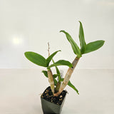 SVO 8151 Den. Royal Vista (C. Regal Gillieston 'SVO' x Den. speciosum 'Goldilocks')