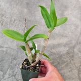 SVO 8151 Den. Royal Vista (C. Regal Gillieston 'SVO' x Den. speciosum 'Goldilocks')
