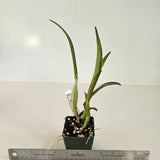 SVO 9261 Blc. NEW HYBRID (Lc. Dennis Olivas 'Best' AM/AOS x Blc. Guess What 'SVO' AM/AOS)