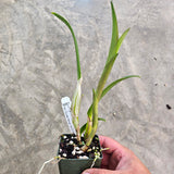 SVO 9261 Blc. NEW HYBRID (Lc. Dennis Olivas 'Best' AM/AOS x Blc. Guess What 'SVO' AM/AOS)