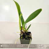 SVO 9305 Dialc. NEW HYBRID (Dialc. Silver Heart 'SVO' x Lc. Joanna Rose 'SVO Semi-Alba')