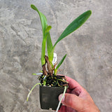 SVO 9305 Dialc. NEW HYBRID (Dialc. Silver Heart 'SVO' x Lc. Joanna Rose 'SVO Semi-Alba')