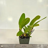 SVO 9327 Pot. Toshie’s Charm