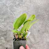 SVO 9327 Pot. Toshie’s Charm