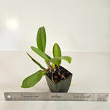 SVO 9340 (Pot. Carolina Splendor 'Krull's Ruby' AM/AOS 4301x Pot. Rubescence 'SVO' AM/AOS469)
