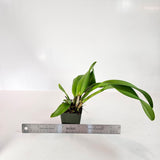 SVO 9345 (Pot. Star Fire 'Ruben's Red' x Lc. Spring Fires 'Lenette #3'