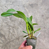 SVO 9345 (Pot. Star Fire 'Ruben's Red' x Lc. Spring Fires 'Lenette #3'