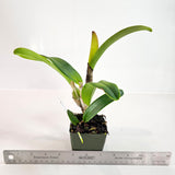 SVO 9351 (Blc. Kaboom 'SVO' x Blc. William Farrell 'Native Son')