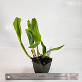 SVO 9365 (Pot. Mem. Jim Nickou 'James' HCC/AOS x Blc. Kaboom 'SVO')