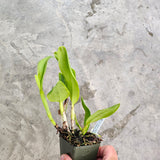 SVO 9365 (Pot. Mem. Jim Nickou 'James' HCC/AOS x Blc. Kaboom 'SVO')