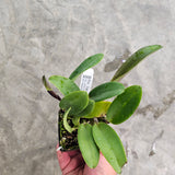 SVO 9366 Pot. Dal's Magic