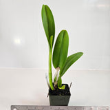 SVO 9378 Pot. Martha Clarke 'Outstanding' x Lc. Spring Fires 'Lenette #3'