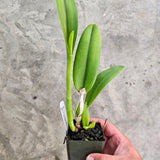 SVO 9378 Pot. Martha Clarke 'Outstanding' x Lc. Spring Fires 'Lenette #3'