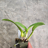 SVO 9380 (Pot. Georgia Peach 'SVO Flared Apricot' x Lc. Spring Fires 'Lenette #3’)