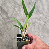SVO 9402 Lc. Naranja en Flor (Lc. Spring Fires 'Lenette #3' x Lc. Trick or Treat 'Orange Magic' AM/AOS)
