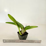 SVO 9431 (Pot. Love-Love 'SVO Superior' x Pot. Telling Lies 'SVO Best')