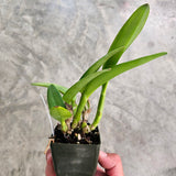 SVO 9431 (Pot. Love-Love 'SVO Superior' x Pot. Telling Lies 'SVO Best')