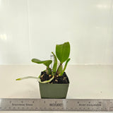 SVO 9456 Lc. NEW HYBRID (Lc. Mini Purple H and R '4N' x Lc. Indigo Love 'Blue Sapphire')