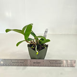 SVO 9505 C. NEW HYBRID (C. Mareeba Tiger 'Big & Bold' x C. leopoldii 'Dark Blood')