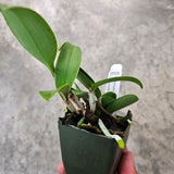 SVO 9505 C. NEW HYBRID (C. Mareeba Tiger 'Big & Bold' x C. leopoldii 'Dark Blood')