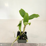 SVO 9530 C. Mr. Bojangles (C. Landate 'SVO' 4n x C. schilleriana 'Memorial Day Spectacular')