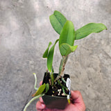 SVO 9530 C. Mr. Bojangles (C. Landate 'SVO' 4n x C. schilleriana 'Memorial Day Spectacular')