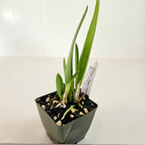 SVO 9573 Psv. Alex Hawkes (Enc. mariae 'SVO' AM/AOS x B. nodosa 'Susan Fuchs' FCC/AOS)