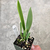 SVO 9573 Psv. Alex Hawkes (Enc. mariae 'SVO' AM/AOS x B. nodosa 'Susan Fuchs' FCC/AOS)
