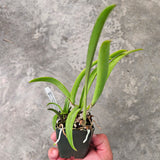 SVO 9652 (Bl. Richard Mueller '4N' x Lc. Jalapa 'Ruben's Pick 4n')