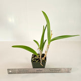 SVO 9655 Pcv. Key Lime Stars (B. nodosa 'Susan Fuchs' FCC/AOS x Epc. Lime Sherbet 4n)