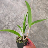 SVO 9655 Pcv. Key Lime Stars (B. nodosa 'Susan Fuchs' FCC/AOS x Epc. Lime Sherbet 4n)