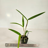 SVO 9665 Bc. Estrella del Aconquija (B. perrinii 'SVO' x C. Chocolate Drop 'SVO' AM/AOS)