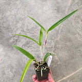 SVO 9665 Bc. Estrella del Aconquija (B. perrinii 'SVO' x C. Chocolate Drop 'SVO' AM/AOS)