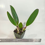 SVO 9676 C. labiata f. rubra (C. labiata f. rubra 'Fertigo' SM/JOGA x C. labiata f. rubra 'SVO 4n')
