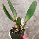 SVO 9676 C. labiata f. rubra (C. labiata f. rubra 'Fertigo' SM/JOGA x C. labiata f. rubra 'SVO 4n')