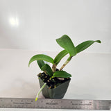 SVO 9735 Lc. NEW HYBRID (Lc. Jalapa 'Ruben's Pick' 4N x C. Chocolate Drop 'SVO' AM/AOS)