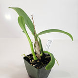 SVO 9769 Epc. Atomic Kyoguchi (Epc. Kyoguchi 'M. Sauno' Mutation x C. aurantiaca 'Gold Country' 4n)